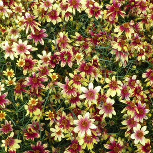 Coréopsis verticillé Coréopsis à feuilles en aiguilles Route 66 - Willemse