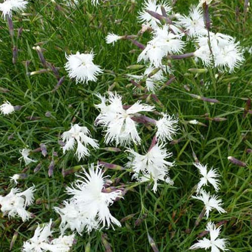 3 Oeillets des sables - Willemse