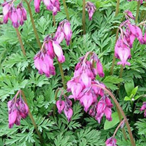 Coeur de Marie Stuart Boothman - Willemse