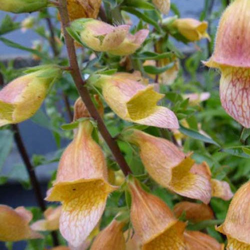 Digitale Spice Island - Willemse