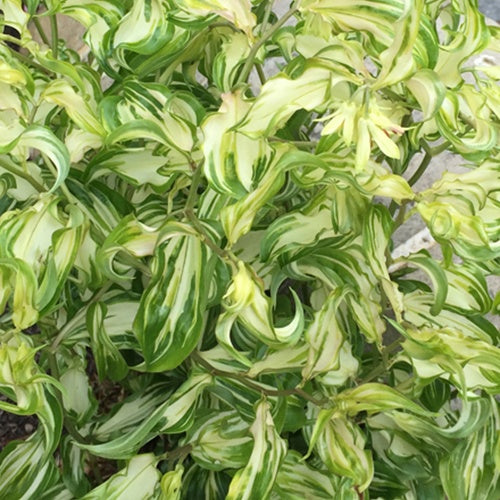 Disporum cantoniense Moonlight - Willemse