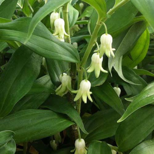 Disporopsis pernyi - Willemse