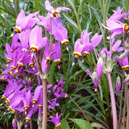 Dodecatheon meadia Queen Victoria - Willemse