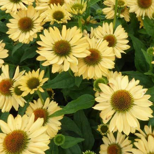 Echinacée pourpre Aloha - Willemse