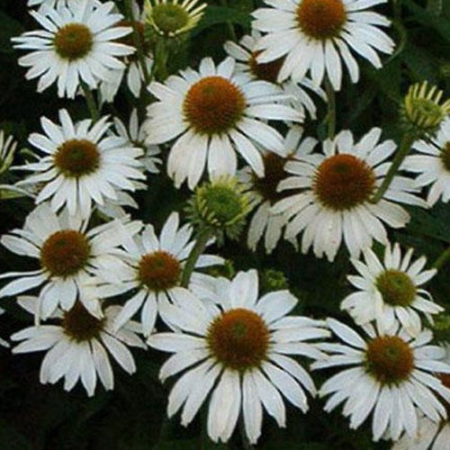 Rudbeckia Avalanche Echinacée pourpre - Willemse