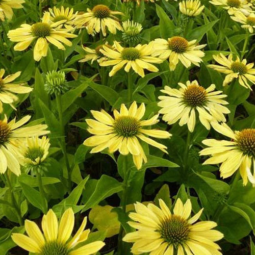 Echinacée pourpre Chiquita - Willemse