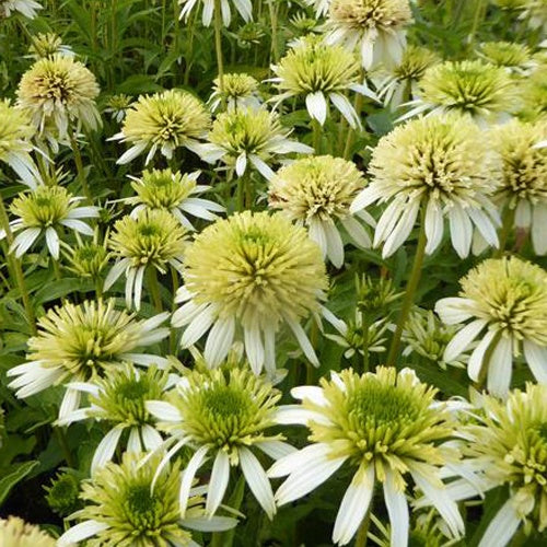 Rudbeckia Meringue Echinacée pourpre - Willemse
