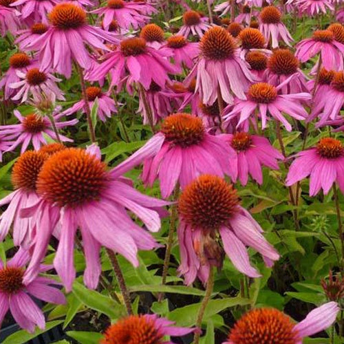 Echinacée pourpre Red Knee High - Willemse