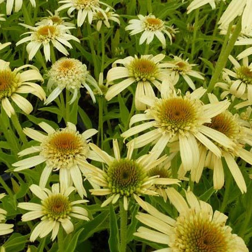 Echinacée pourpre Secret Joy - Willemse