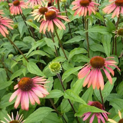 Echinacée Summer Cocktail - Willemse