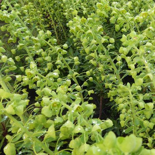 Euphorbe des vallons Forescate - Willemse