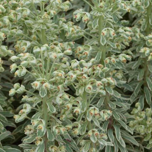 Euphorbe characias Wilcott Silver Swan - Willemse
