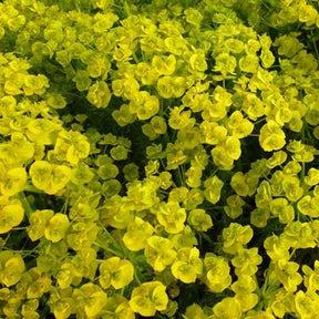 Euphorbe - Euphorbe de Waldstein Betten - Euphorbia waldsteinii betten