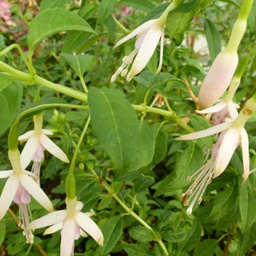 Fuchsia de Magellan Molinae Fuchsia rustique rose - Willemse