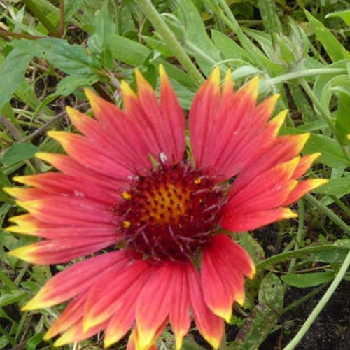 3 Gaillardes Tokayer - Willemse