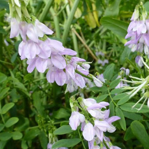 Galéga officinal - Willemse