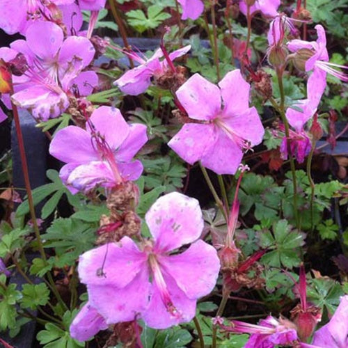 Géranium de Dalmatie Bressingham Pink - Willemse