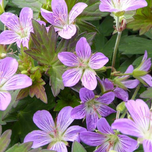 Géranium Fay Anna - Willemse