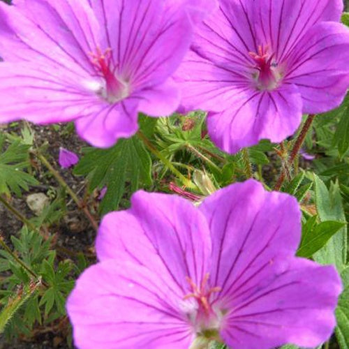 Géranium vivace de Jahn - Willemse