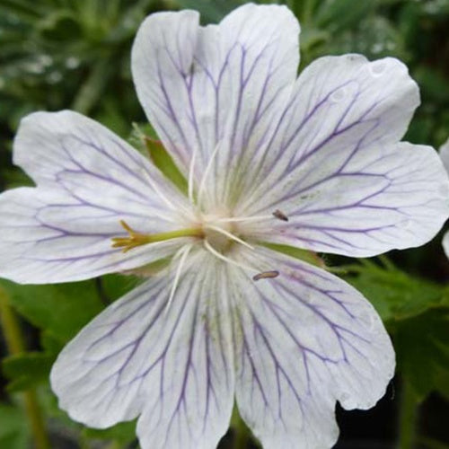 Géranium vivace White Zigana - Willemse