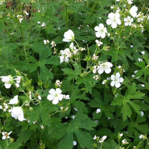 Géranium vivace maculé Album - Willemse