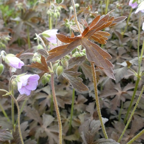 Géranium vivace maculé Espresso - Willemse