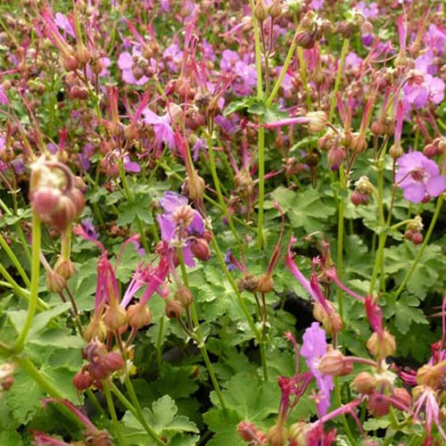 Géranium des Balkans Mytikas - Willemse
