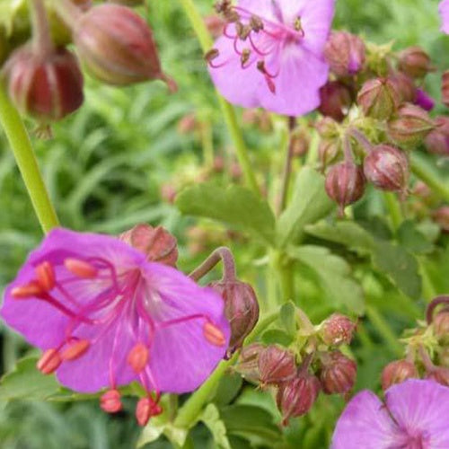 Géranium des Balkans Olympos - Willemse