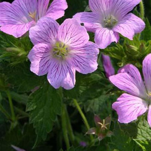 Géranium vivace Claridge Druce - Willemse