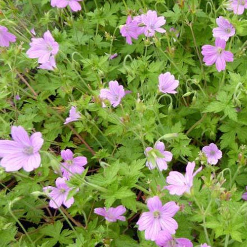 Géranium vivace Lady Moore - Willemse