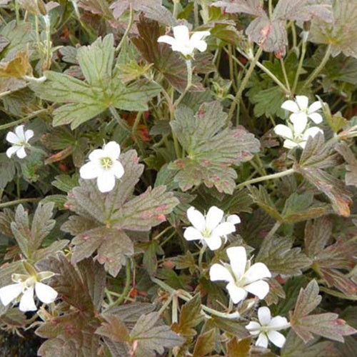 Géranium vivace Sanne - Willemse