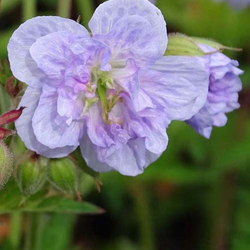 Géranium des prés Cloud Nine - Willemse