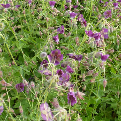 Géranium brun Golden Spring à feuilles dorées - Willemse