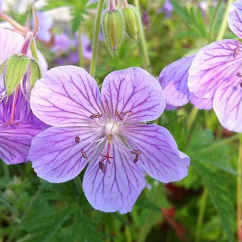 Géranium des prés Ilja - Willemse