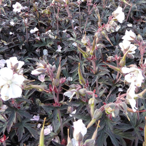 Géranium des prés Purple Ghost - Willemse