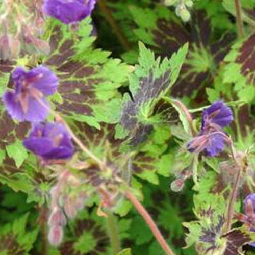 Géranium brun Saturn - Willemse