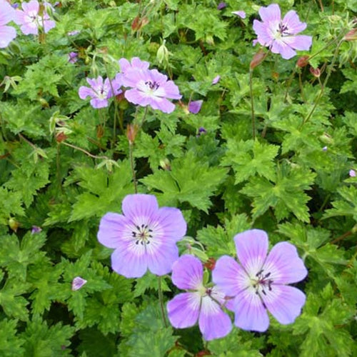 Géranium vivace Rise and Shine - Geranium wallichianum rise and shine - Willemse
