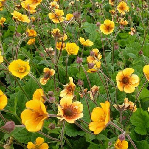 Benoîte Carlskaer - Willemse