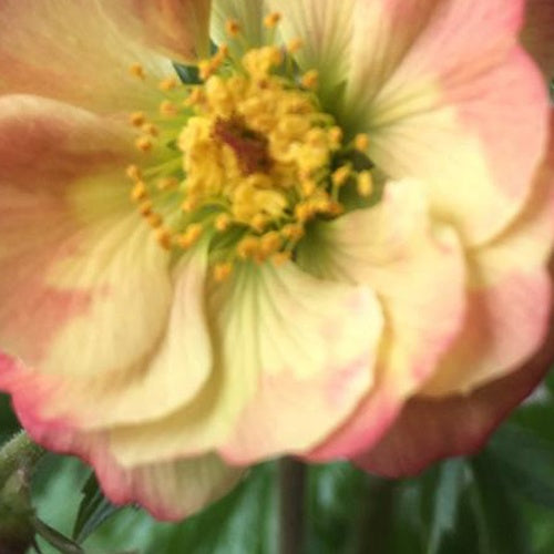 Benoîte Censation Lipstick - Willemse