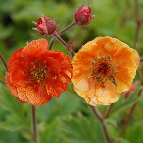 Benoîte Dark And Stormy - Willemse