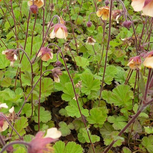 Benoîte Marmelade - Willemse