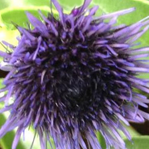 Globulaire - Willemse