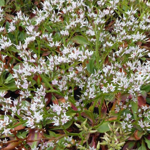 3 Statices de Tartarie - Willemse