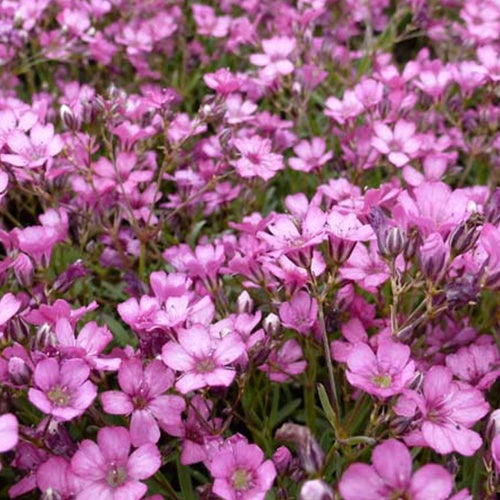 3 Gypsophiles rampant Rosa Schönheit - Willemse