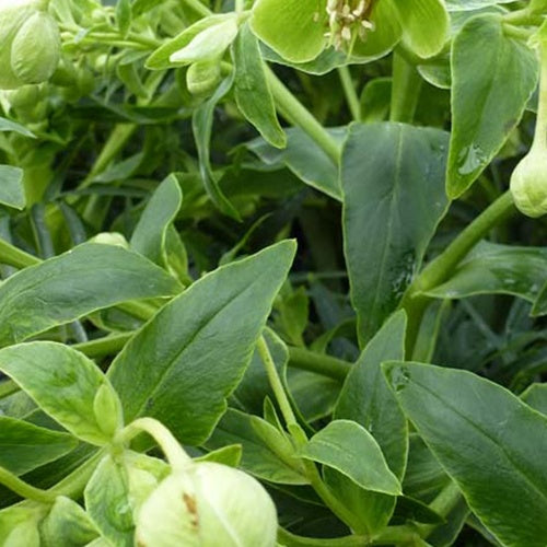 Hellébore fétide Wilgenbroek - Willemse