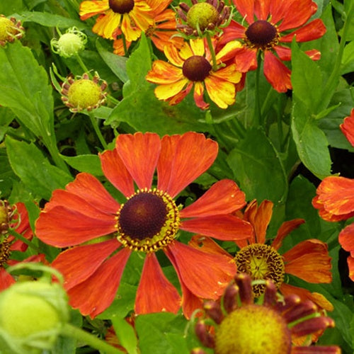 Hélénie Baudirektor Linne - Willemse