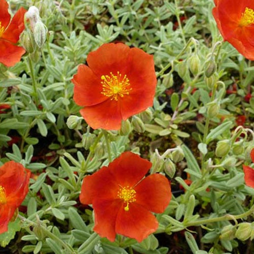 3 Hélianthèmes Henfield Brilliant - Willemse