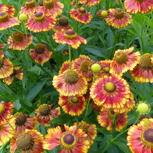 Hélénie Can Can - Willemse