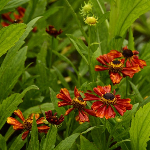 Hélénie Flammendes Kätchen - Willemse