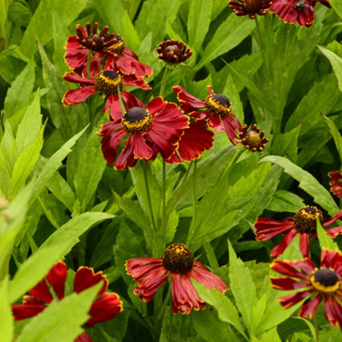 Hélénie Potter's Wheel - Willemse
